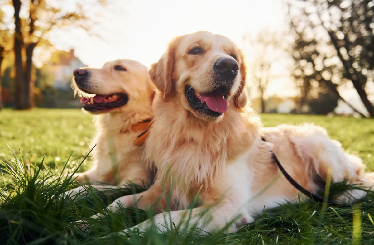 Two golden retrievers resting on grass